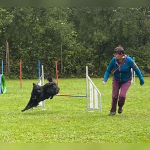 Hundeauslaufgebiet-Hundeschule Weinrich-Bild