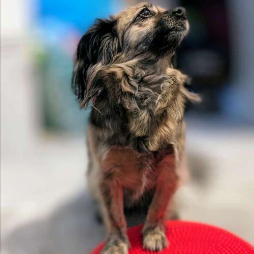 Hundeauslaufgebiet-Tierphysiotherapie Dog in Form-Bild