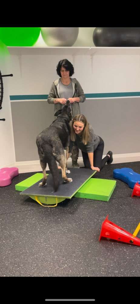 Hundeauslaufgebiet-Tierphysiotherapie Susi-Bild