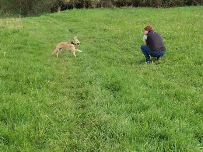 Hundeauslaufgebiet-Hundeschule-Dogroots-Bild