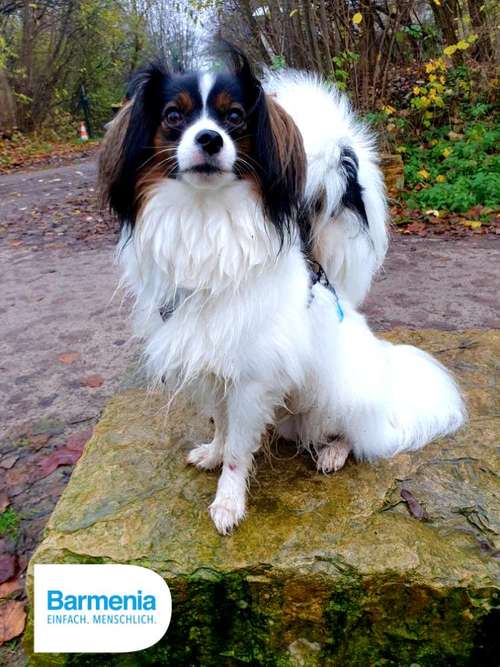 Hundeauslaufgebiet-Tierversicherungen - Kristin Novakowsky-Bild