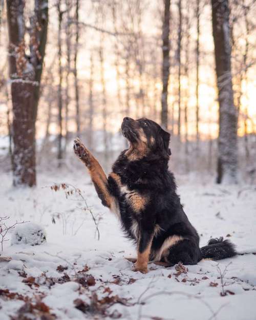 Hundeauslaufgebiet-Julia Manka-Bild