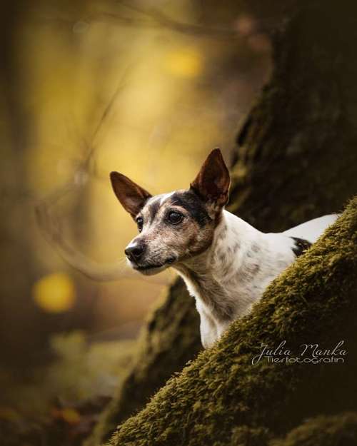 Hundeauslaufgebiet-Julia Manka-Bild