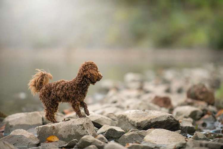 Hundeauslaufgebiet-Julia Manka-Bild