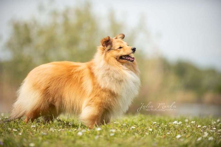 Hundeauslaufgebiet-Julia Manka-Bild