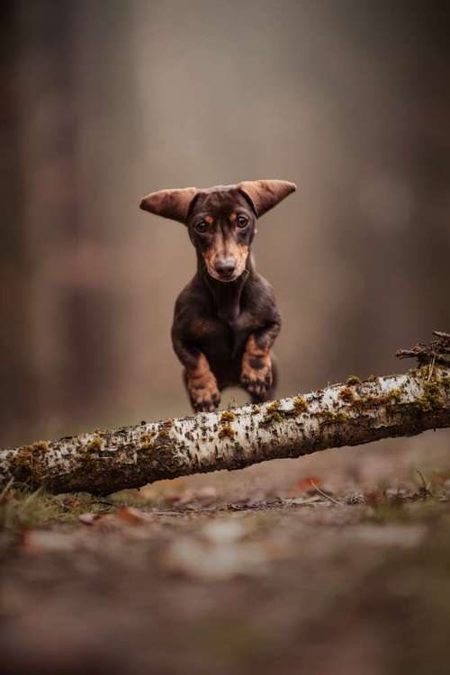 Hundeauslaufgebiet-Julia Manka-Bild