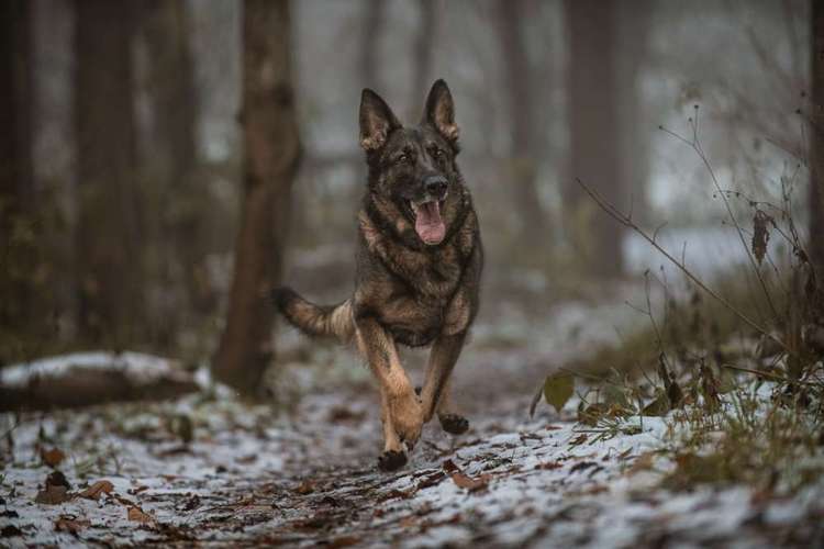 Hundeauslaufgebiet-Julia Manka-Bild