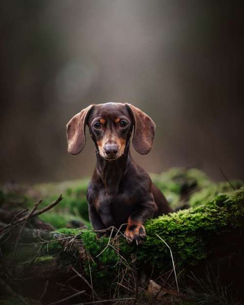 Hundeauslaufgebiet-Julia Manka-Bild