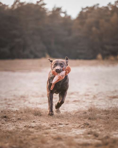 Hundeauslaufgebiet-ShihPaws - Tierfotografie-Bild