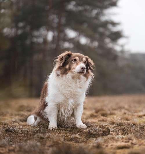 Hundeauslaufgebiet-ShihPaws - Tierfotografie-Bild
