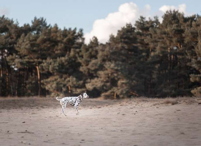 Hundeauslaufgebiet-ShihPaws - Tierfotografie-Bild