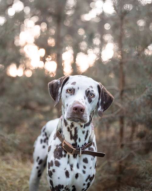 Hundeauslaufgebiet-ShihPaws - Tierfotografie-Bild