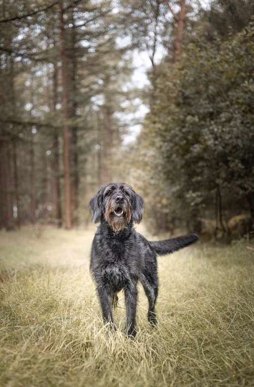 Hundeauslaufgebiet-ShihPaws - Tierfotografie-Bild