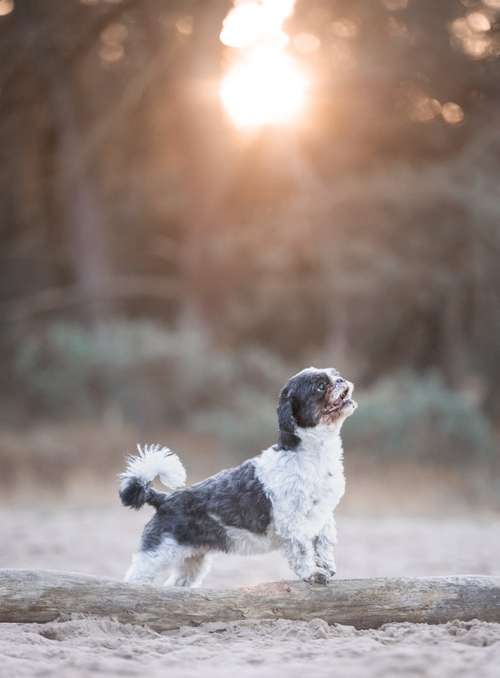 Hundeauslaufgebiet-ShihPaws - Tierfotografie-Bild