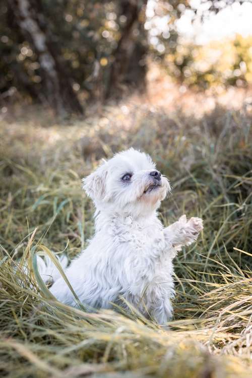 Hundeauslaufgebiet-ShihPaws - Tierfotografie-Bild