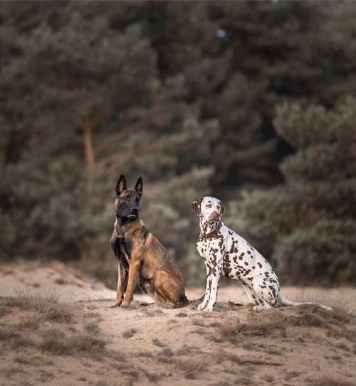 Hundeauslaufgebiet-ShihPaws - Tierfotografie-Bild