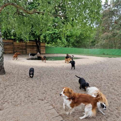 Hundeauslaufgebiet-Beas Haustierservice-Bild