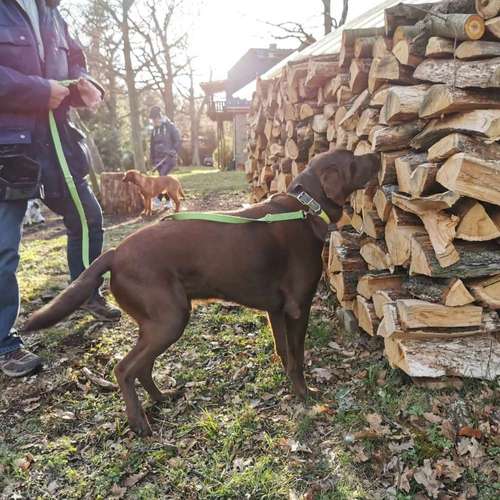 Hundeauslaufgebiet-Beas Haustierservice-Bild