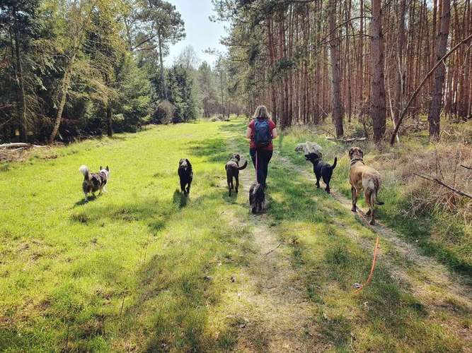 Hundeauslaufgebiet-Beas Haustierservice-Bild