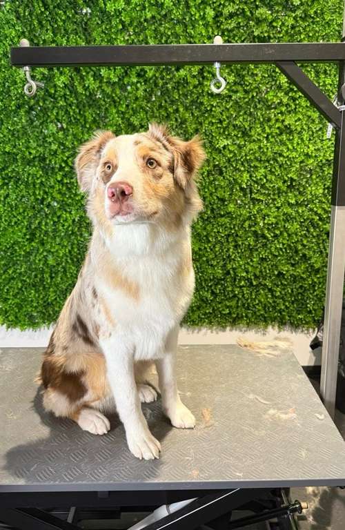 Hundeauslaufgebiet-immerdar - für alle Felle-Bild