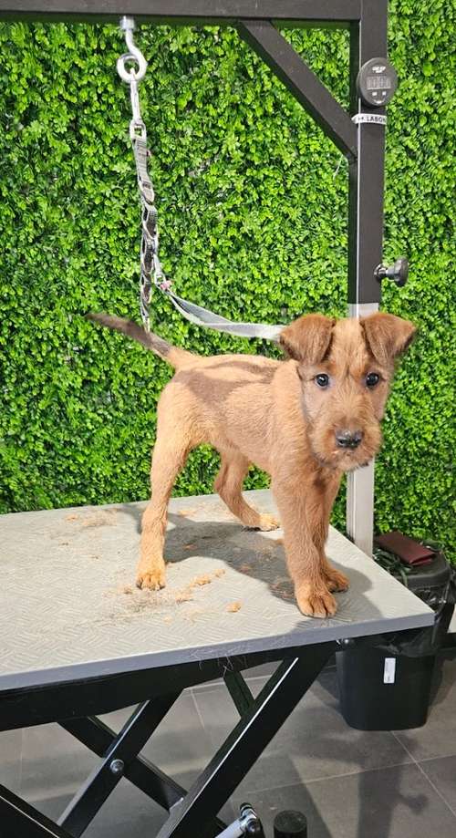 Hundeauslaufgebiet-immerdar - für alle Felle-Bild