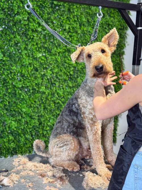 Hundeauslaufgebiet-immerdar - für alle Felle-Bild