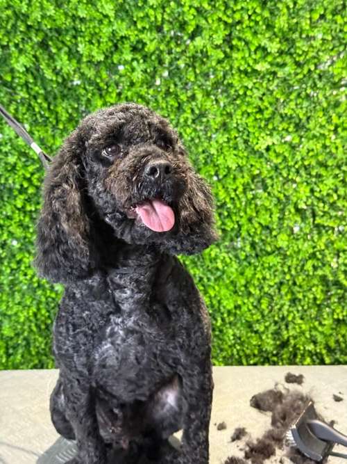 Hundeauslaufgebiet-immerdar - für alle Felle-Bild