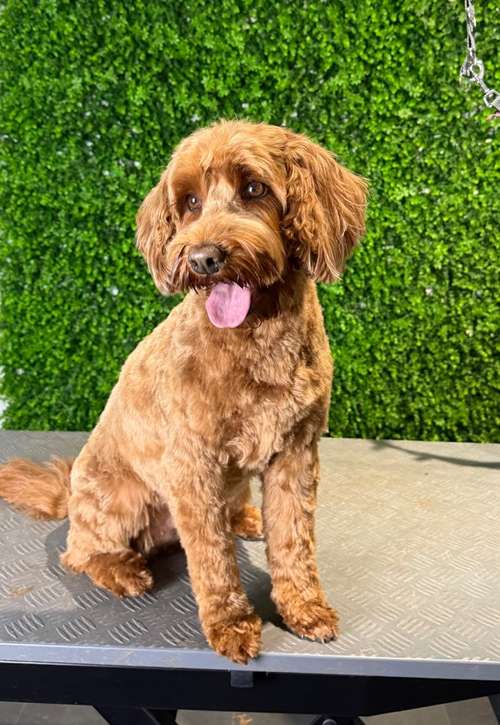 Hundeauslaufgebiet-immerdar - für alle Felle-Bild