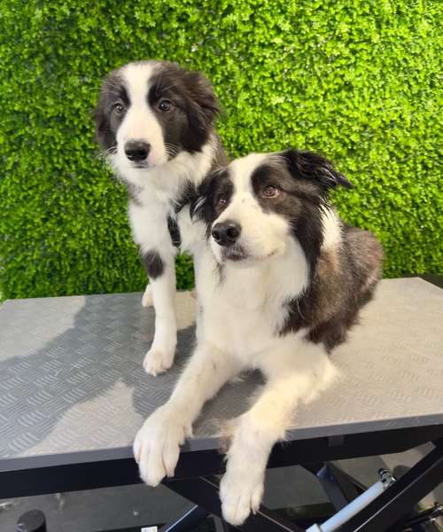 Hundeauslaufgebiet-immerdar - für alle Felle-Bild