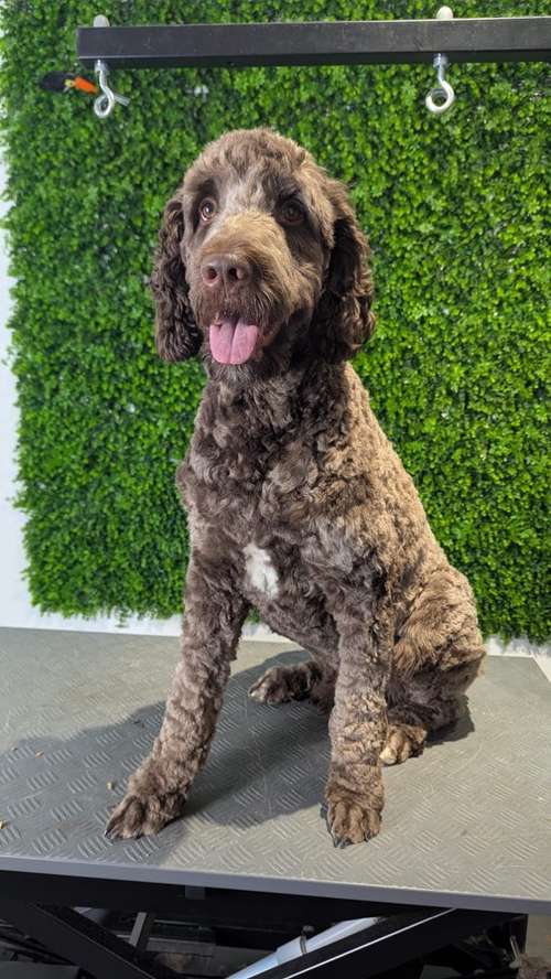 Hundeauslaufgebiet-immerdar - für alle Felle-Bild