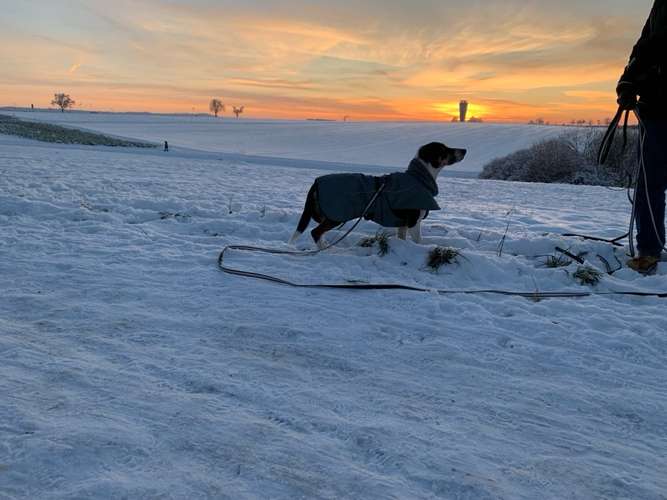 Hundeauslaufgebiet-Hundeschule "Spring ins Feld"-Bild