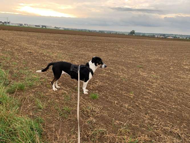 Hundeauslaufgebiet-Hundeschule "Spring ins Feld"-Bild