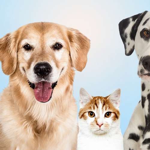 Hundeauslaufgebiet-Fotostudio Kösching-Bild