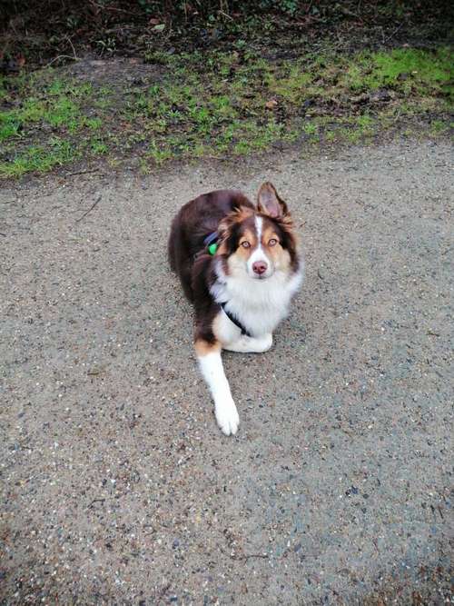 Hundeauslaufgebiet-Hundeschule dog aktiv Frank Sander-Bild