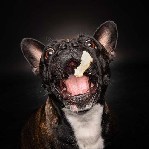 Hundeauslaufgebiet-SK FOTOWERK-Bild