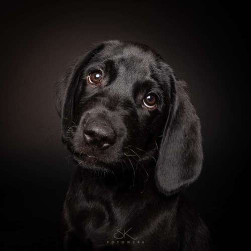 Hundeauslaufgebiet-SK FOTOWERK-Bild