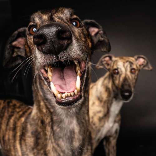 Hundeauslaufgebiet-SK FOTOWERK-Bild