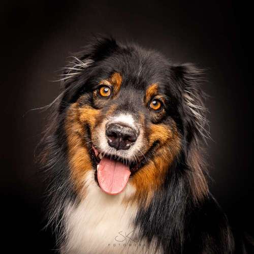 Hundeauslaufgebiet-SK FOTOWERK-Bild