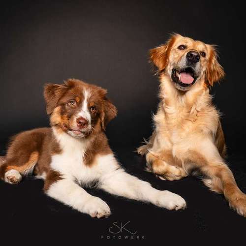 Hundeauslaufgebiet-SK FOTOWERK-Bild