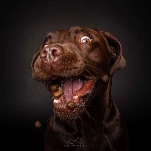 Hundeauslaufgebiet-SK FOTOWERK-Bild