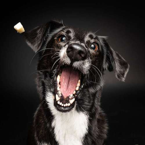 Hundeauslaufgebiet-SK FOTOWERK-Bild