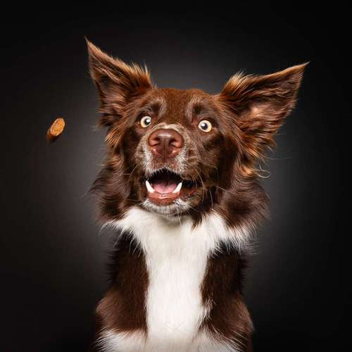Hundeauslaufgebiet-SK FOTOWERK-Bild