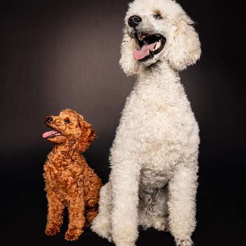 Hundeauslaufgebiet-SK FOTOWERK-Bild