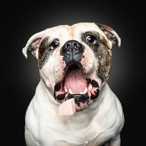 Hundeauslaufgebiet-SK FOTOWERK-Bild