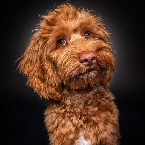 Hundeauslaufgebiet-SK FOTOWERK-Bild