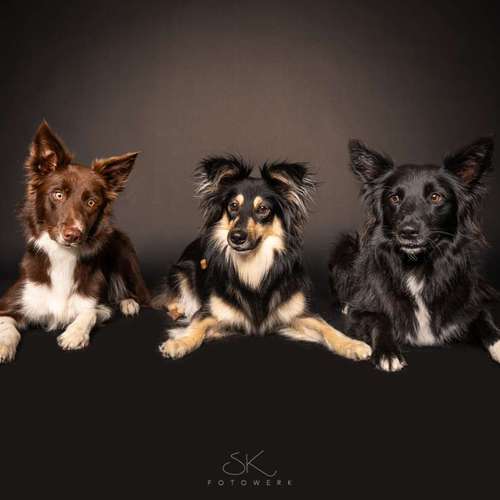 Hundeauslaufgebiet-SK FOTOWERK-Bild