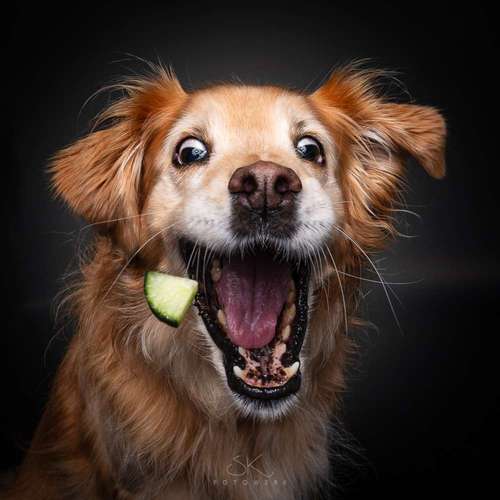 Hundeauslaufgebiet-SK FOTOWERK-Bild
