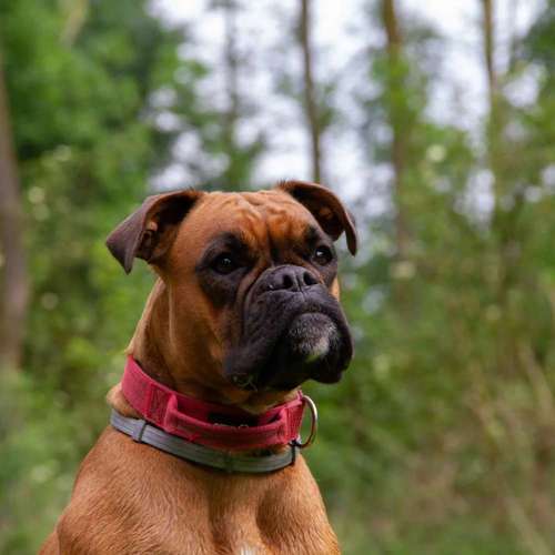 Hundeauslaufgebiet-GHSV Werne e.V.-Bild