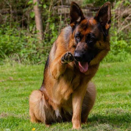 Hundeauslaufgebiet-GHSV Werne e.V.-Bild