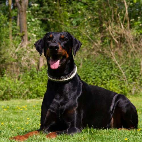 Hundeauslaufgebiet-GHSV Werne e.V.-Bild